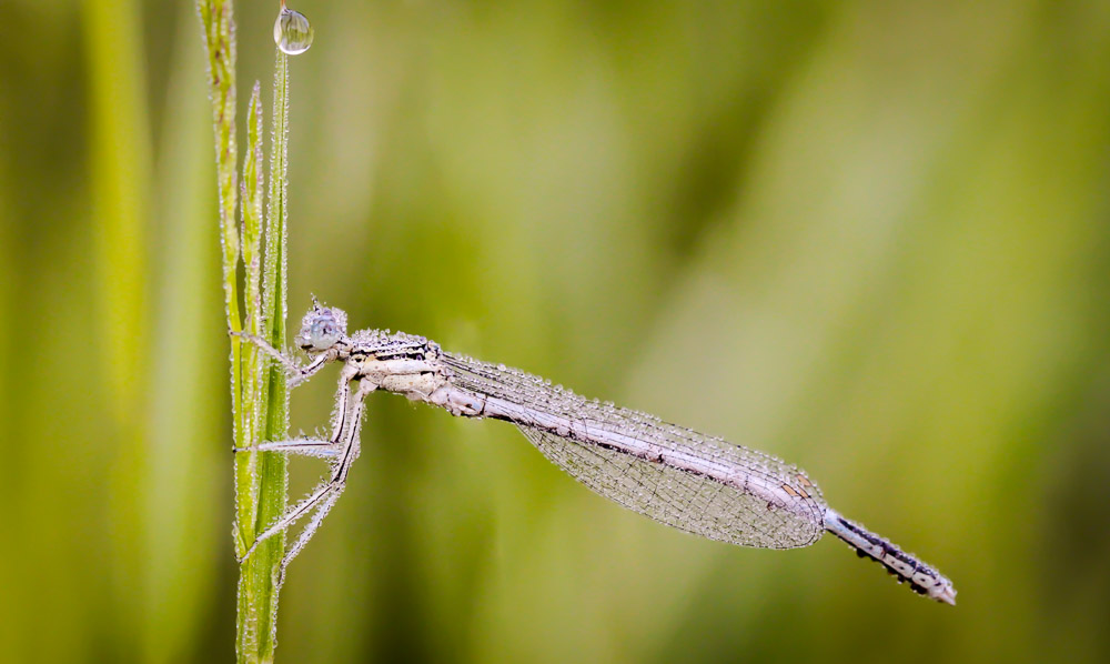 Platz 7 Sieglinde Senser